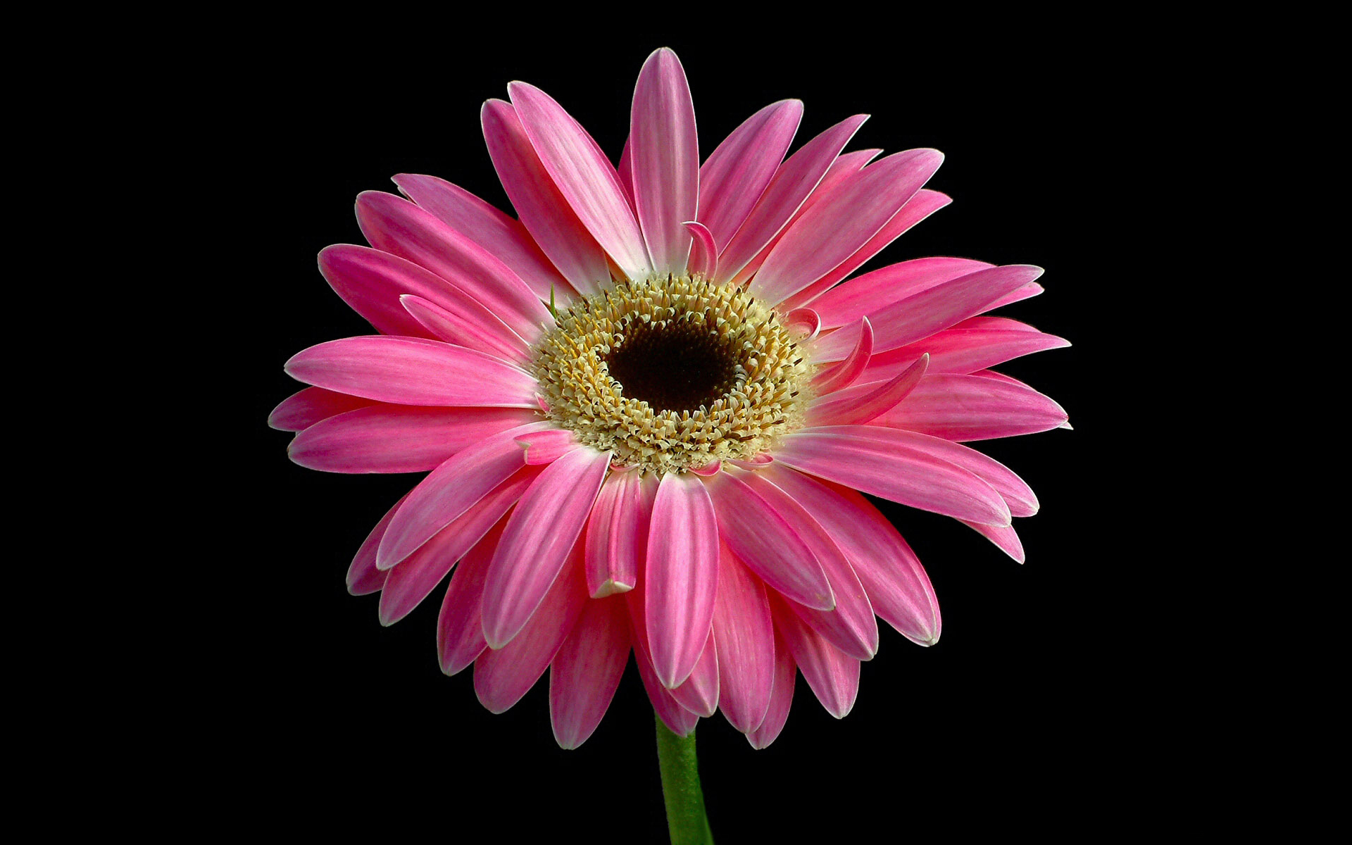 The Most Beautiful Pink Flower Wallpaper | HD Wallpapers